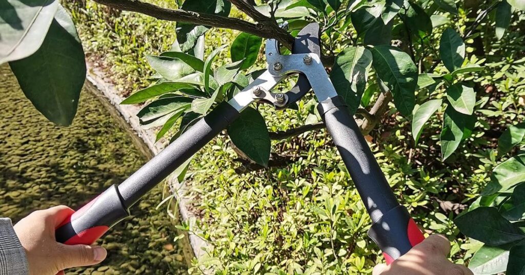 Bypass loppers being used two-handed to cut through a live branch on a leafy tree